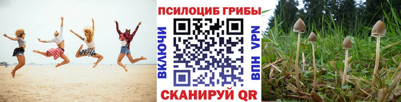 Галлюциногенные грибы Psilocybine cubensis Ветлуга